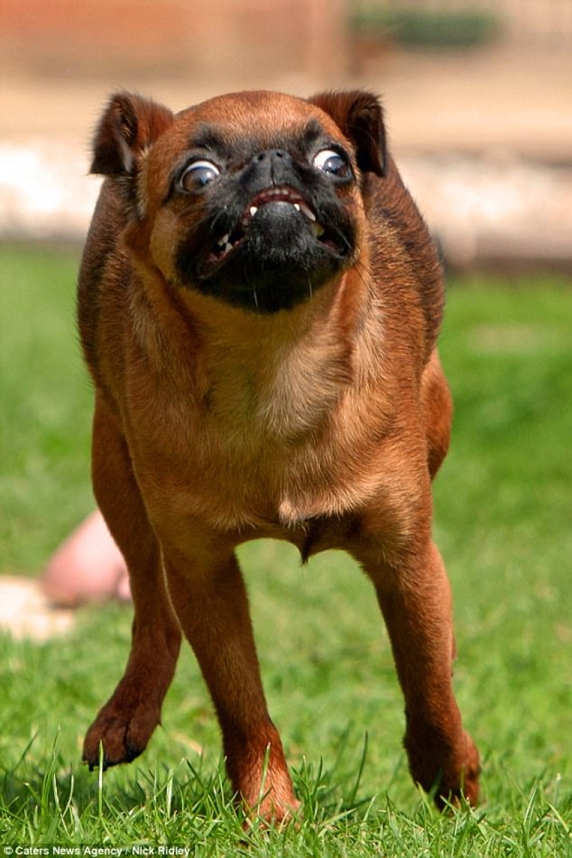 El fotógrafo tomó una foto de perros corriendo, y es muy divertido El fotógrafo tomó una foto de perros corriendo, y es muy divertido