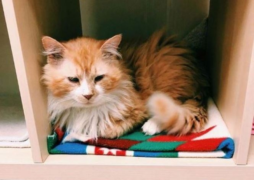 El gato caminó 20 km para encontrar a sus dueños, pero decidieron ponerlo a dormir