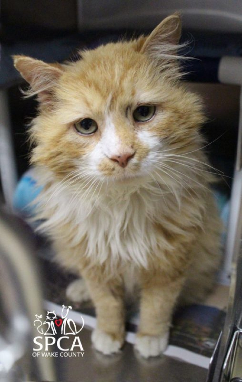 El gato caminó 20 km para encontrar a sus dueños, pero decidieron ponerlo a dormir