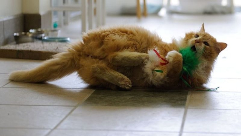 El gato caminó 20 km para encontrar a sus dueños, pero decidieron ponerlo a dormir