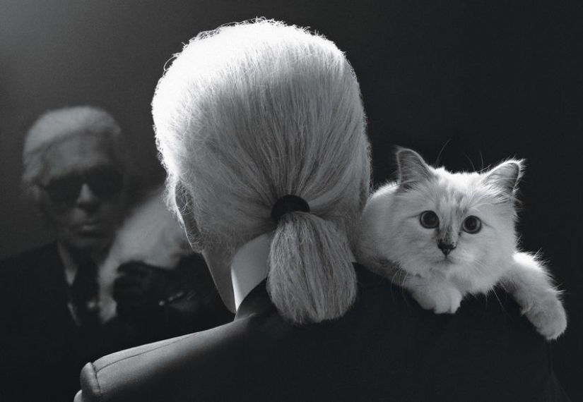 El gato de Karl Lagerfeld ganó 3 millones de euros en un año El gato de Karl Lagerfeld ganó 3 millones de euros en un año