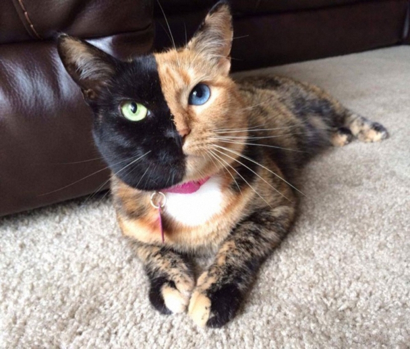 El gato más famoso del mundo.