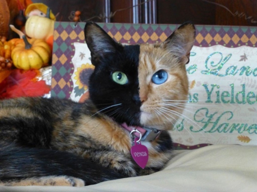 El gato más famoso del mundo.