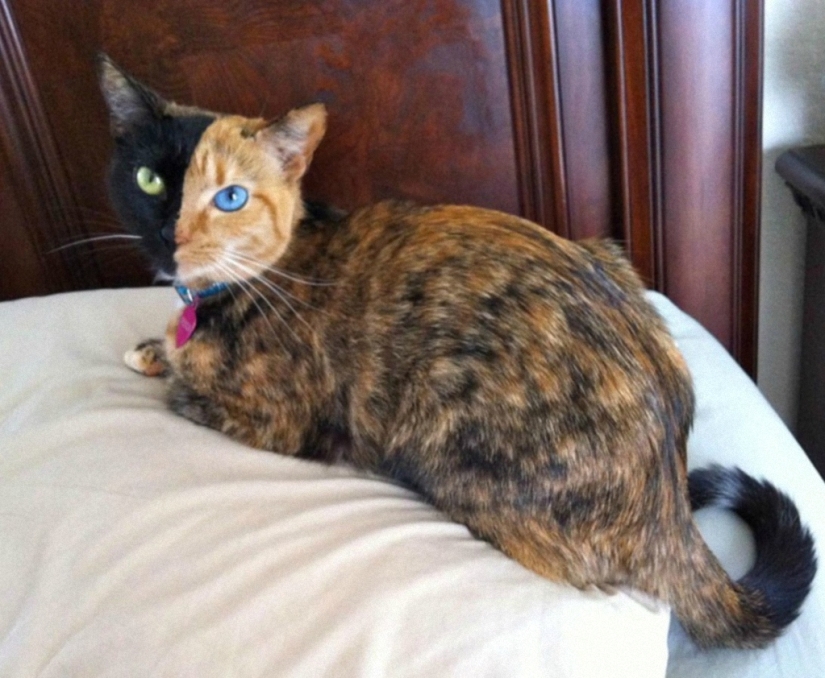El gato más famoso del mundo.