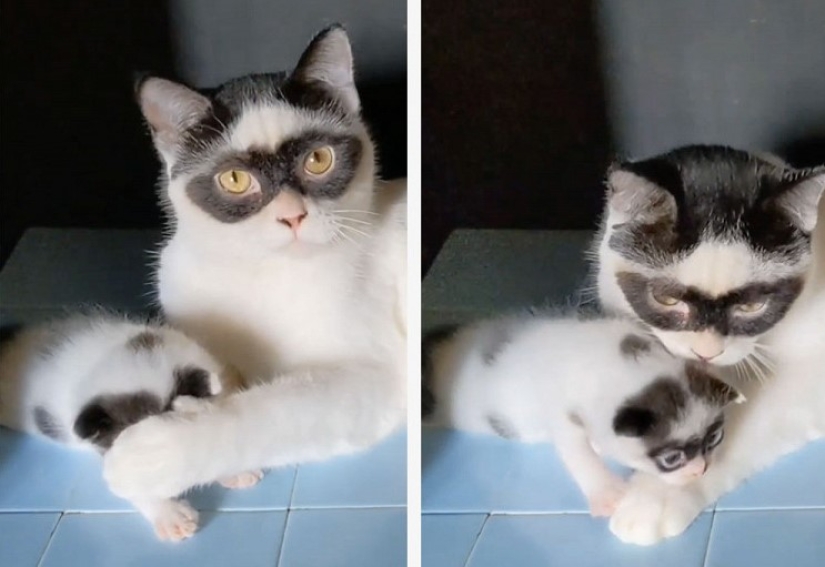 El gato se convirtió en la estrella de Tiktok por su parecido con el Zorro