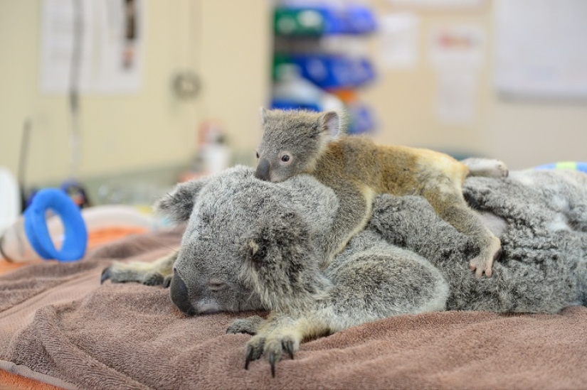 El koala bebé no dejó a su madre durante la operación El koala bebé no dejó a su madre durante la operación