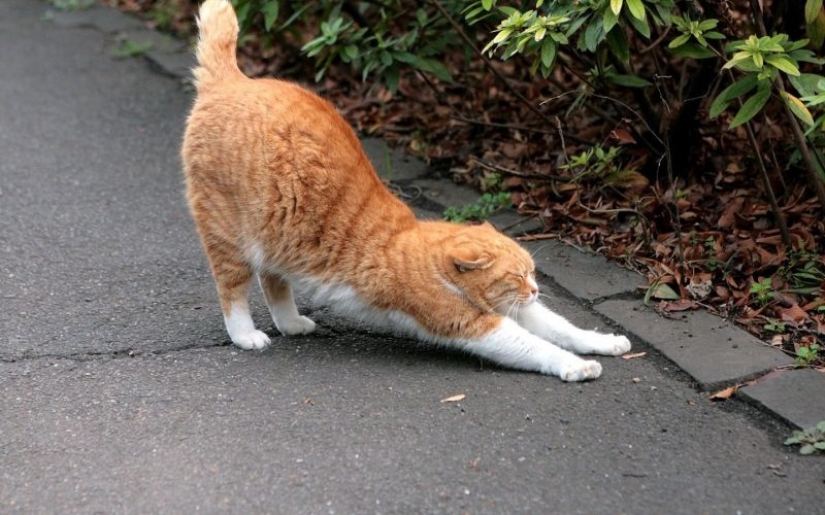 El lenguaje corporal del gato: cómo te habla tu gato