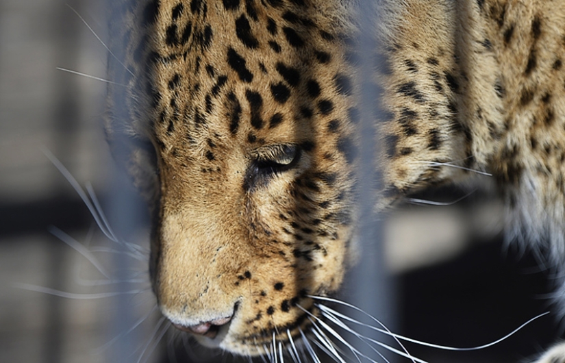 El" leopardo de Putin " fue atrapado robando pollos en un pueblo de Abjasia