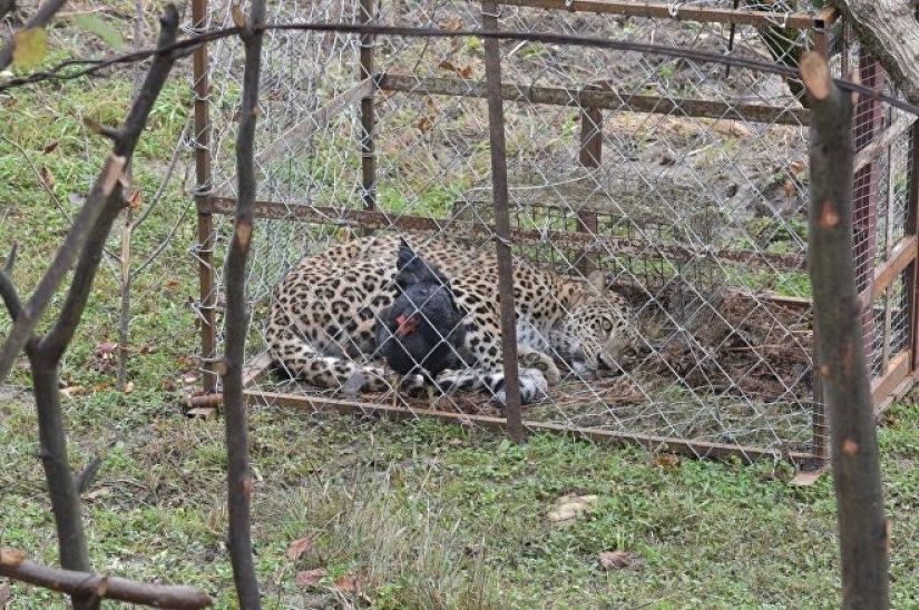 El" leopardo de Putin " fue atrapado robando pollos en un pueblo de Abjasia