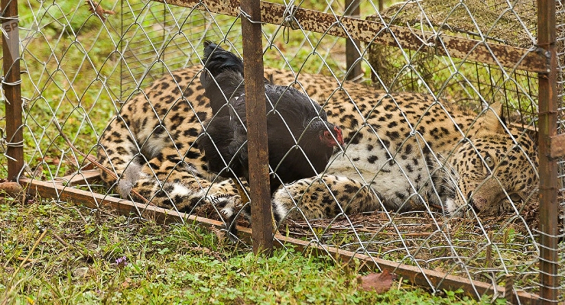 El" leopardo de Putin " fue atrapado robando pollos en un pueblo de Abjasia