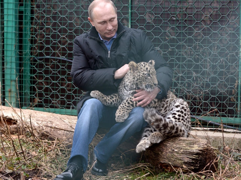 El" leopardo de Putin " fue atrapado robando pollos en un pueblo de Abjasia