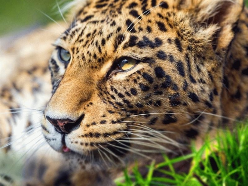 El" leopardo de Putin " fue atrapado robando pollos en un pueblo de Abjasia