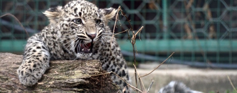El" leopardo de Putin " fue atrapado robando pollos en un pueblo de Abjasia