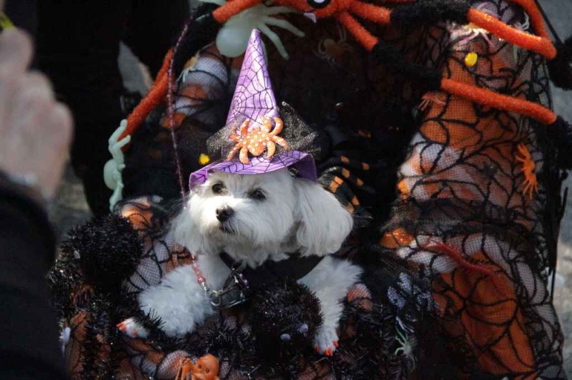 El mayor desfile de perros disfrazados El mayor desfile de perros disfrazados