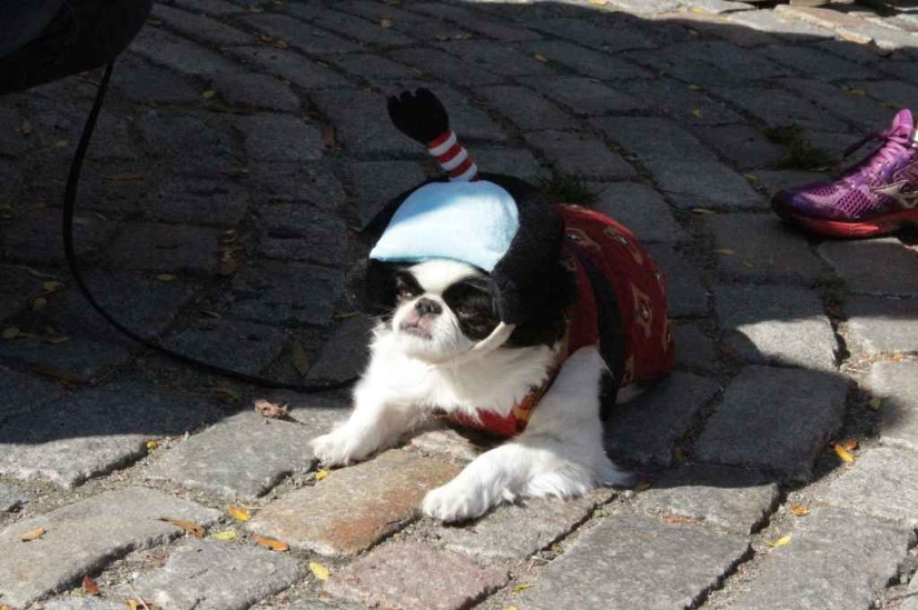 El mayor desfile de perros disfrazados El mayor desfile de perros disfrazados
