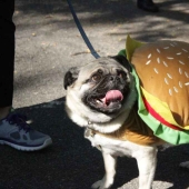 El mayor desfile de perros disfrazados El mayor desfile de perros disfrazados