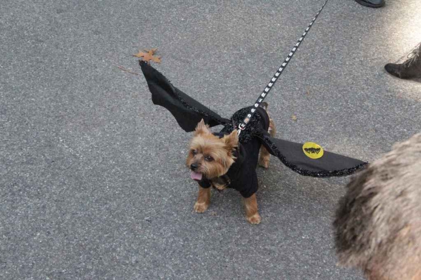 El mayor desfile de perros disfrazados El mayor desfile de perros disfrazados