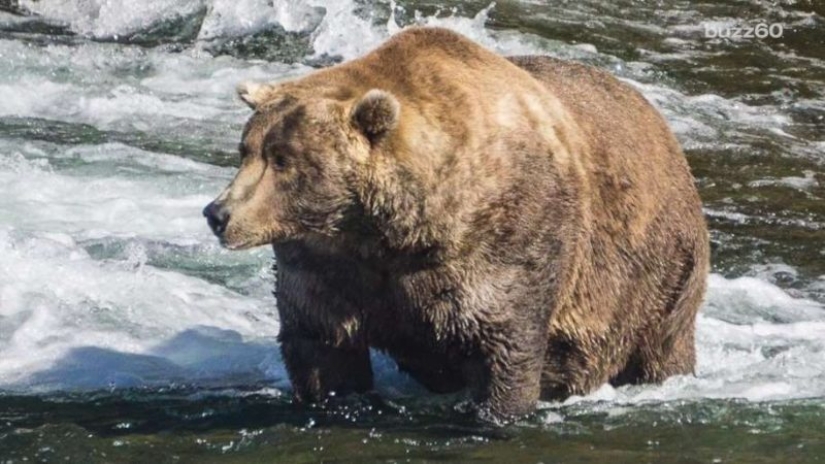 El oso más gordo fue elegido en el Parque Nacional de Estados Unidos