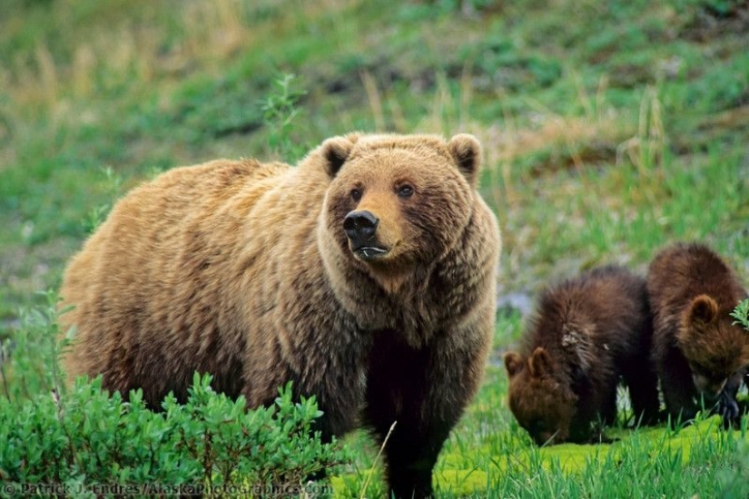 El oso más gordo fue elegido en el Parque Nacional de Estados Unidos