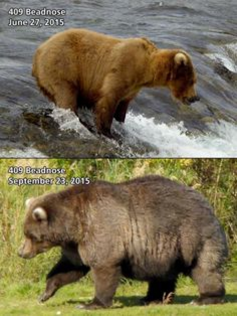 El oso más gordo fue elegido en el Parque Nacional de Estados Unidos