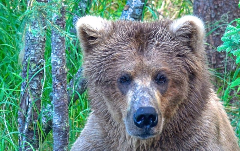 El oso más gordo fue elegido en el Parque Nacional de Estados Unidos