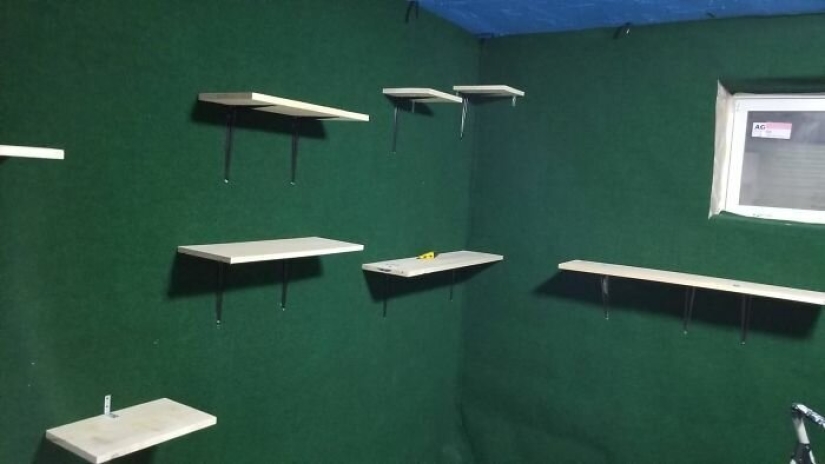 El paraíso de los gatos con sus propias manos: el tipo convirtió el sótano en una habitación para las mascotas de su hermano muerto El paraíso de los gatos con sus propias manos: el tipo convirtió el sótano en una habitación para las mascotas de su hermano muerto