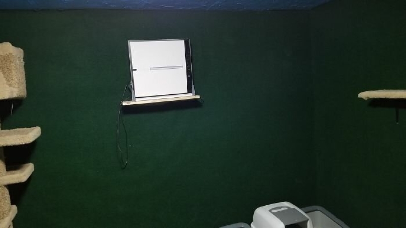 El paraíso de los gatos con sus propias manos: el tipo convirtió el sótano en una habitación para las mascotas de su hermano muerto El paraíso de los gatos con sus propias manos: el tipo convirtió el sótano en una habitación para las mascotas de su hermano muerto