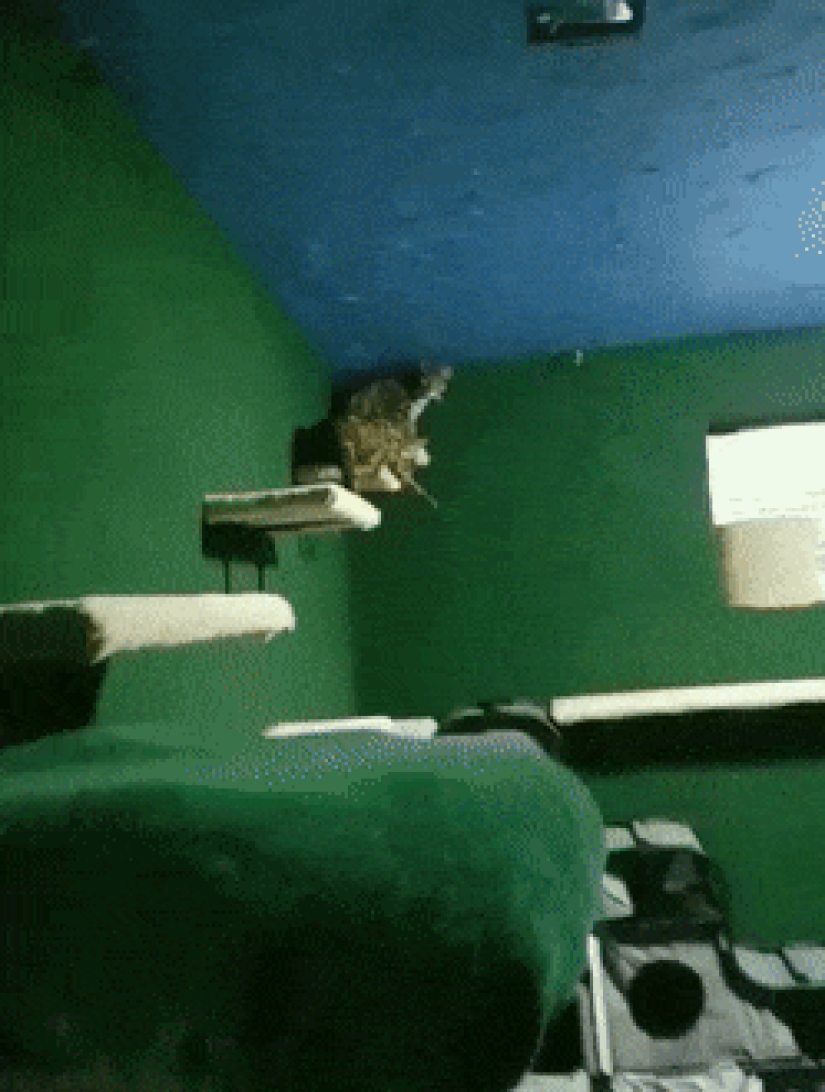 El paraíso de los gatos con sus propias manos: el tipo convirtió el sótano en una habitación para las mascotas de su hermano muerto El paraíso de los gatos con sus propias manos: el tipo convirtió el sótano en una habitación para las mascotas de su hermano muerto