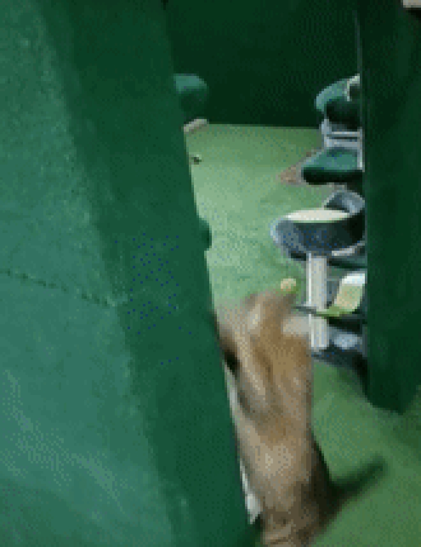 El paraíso de los gatos con sus propias manos: el tipo convirtió el sótano en una habitación para las mascotas de su hermano muerto El paraíso de los gatos con sus propias manos: el tipo convirtió el sótano en una habitación para las mascotas de su hermano muerto