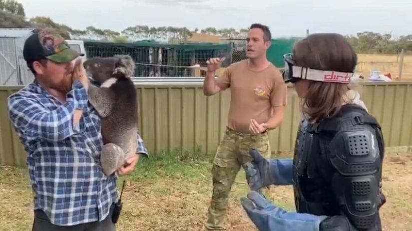 El periodista se vistió con un chaleco antibalas para una reunión con un koala, un "oso venenoso malvado"