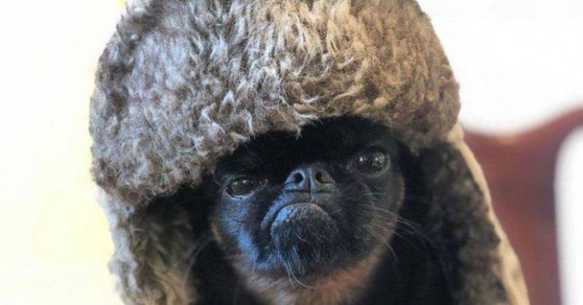 El perro" enojado " Chico se ha convertido en un meme y en el favorito de los internautas