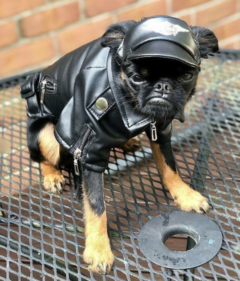 El perro" enojado " Chico se ha convertido en un meme y en el favorito de los internautas