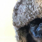 El perro" enojado " Chico se ha convertido en un meme y en el favorito de los internautas