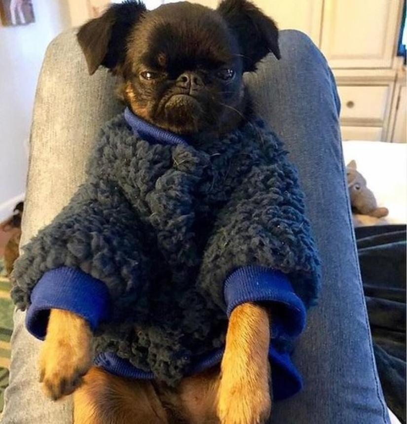 El perro" enojado " Chico se ha convertido en un meme y en el favorito de los internautas
