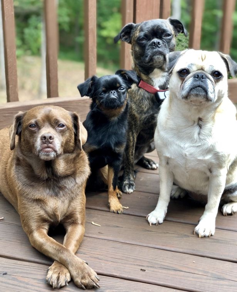 El perro" enojado " Chico se ha convertido en un meme y en el favorito de los internautas