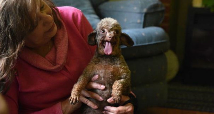 El perro ha estado sentado en el sótano toda su vida y ahora no está contento con la vida