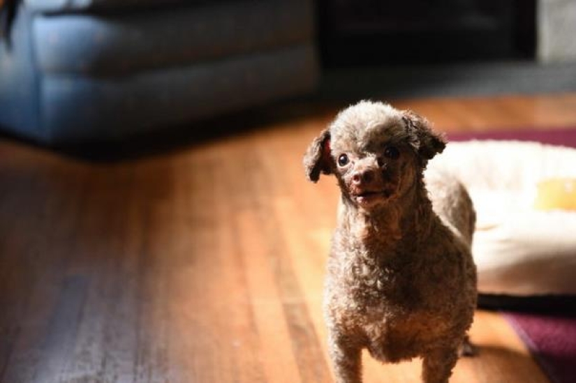 El perro ha estado sentado en el sótano toda su vida y ahora no está contento con la vida