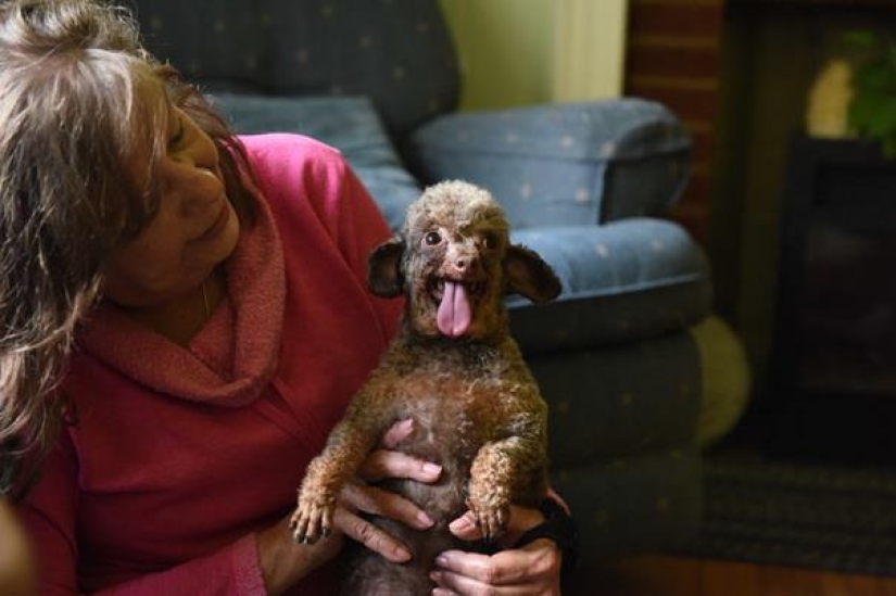 El perro ha estado sentado en el sótano toda su vida y ahora no está contento con la vida