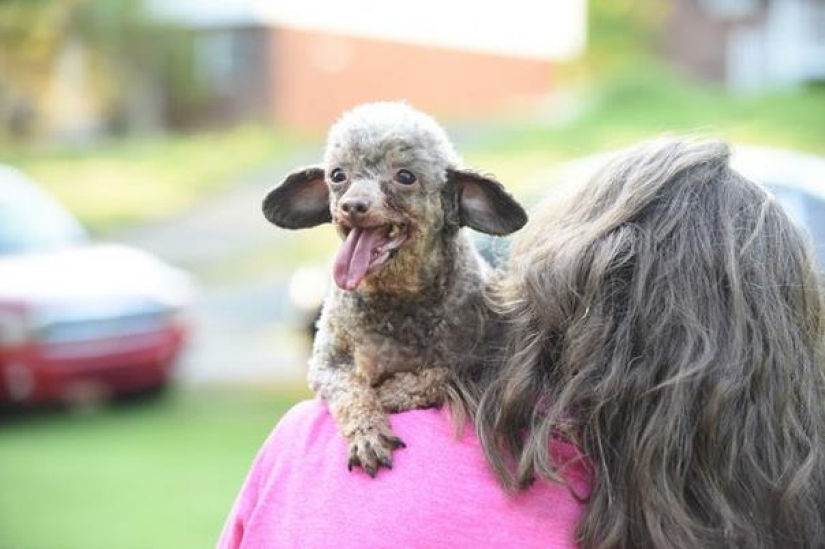 El perro ha estado sentado en el sótano toda su vida y ahora no está contento con la vida