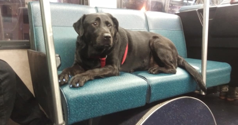 El perro va al parque en autobús por su cuenta y usa una tarjeta de viaje El perro va al parque en autobús por su cuenta y usa una tarjeta de viaje