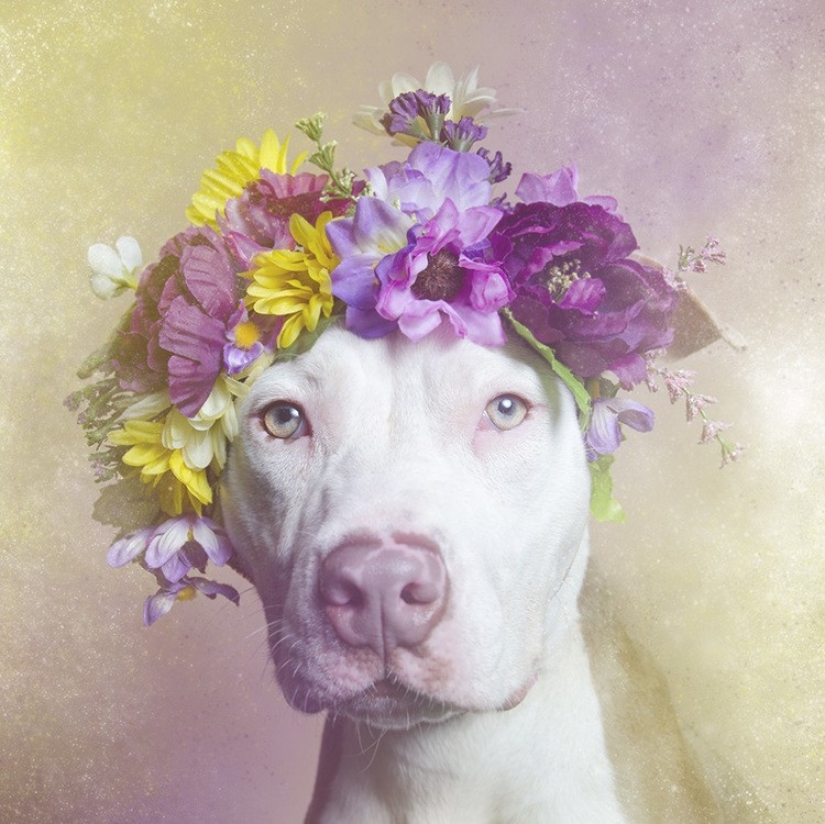 El poder de los colores: el reverso de los Pit bulls