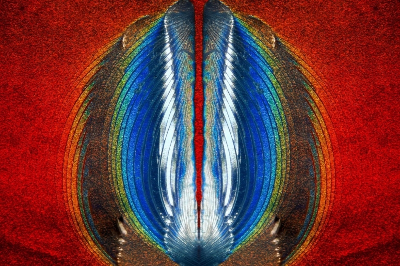 El sexo de los gorgojos, la cabeza de un gusano, la belleza del moho: el concurso de fotografía Nikon Small World anunció a los ganadores