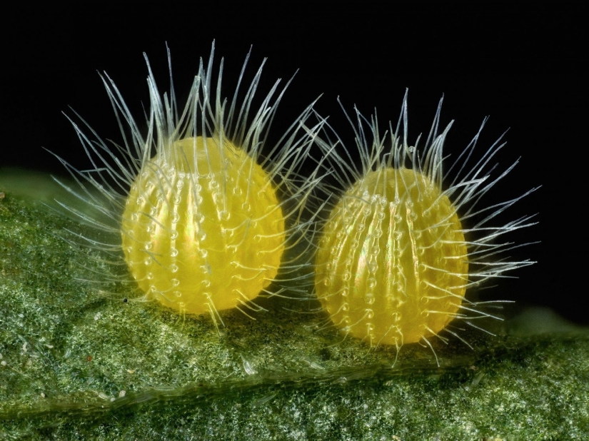 El sexo de los gorgojos, la cabeza de un gusano, la belleza del moho: el concurso de fotografía Nikon Small World anunció a los ganadores