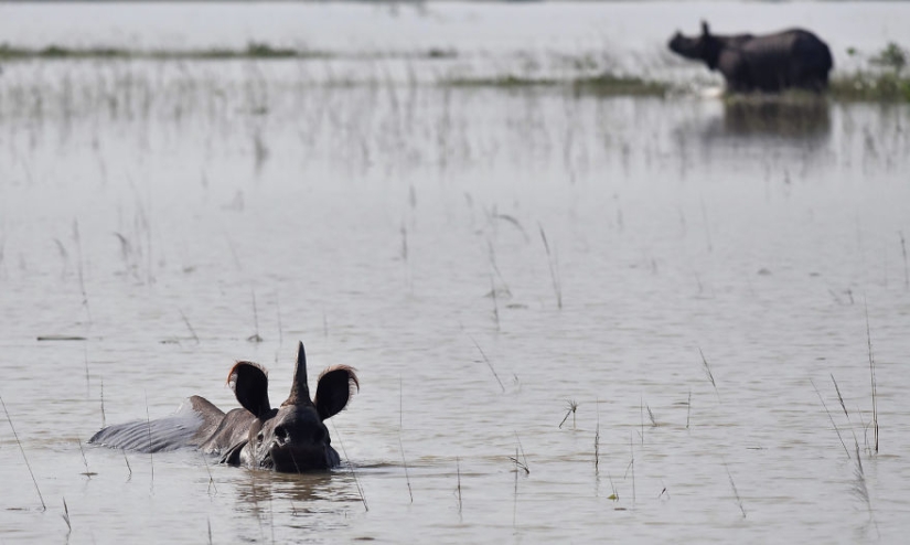 El sur de Asia sufre las peores inundaciones en una década, pero nadie habla de ello