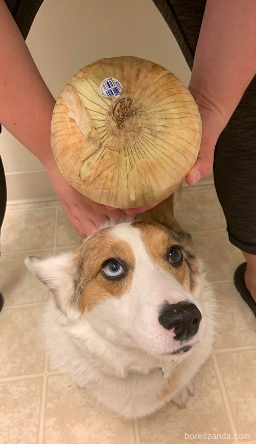 El tamaño importa! 30+ ejemplos, cuando los mensajeros trajeron el gigante de frutas y verduras
