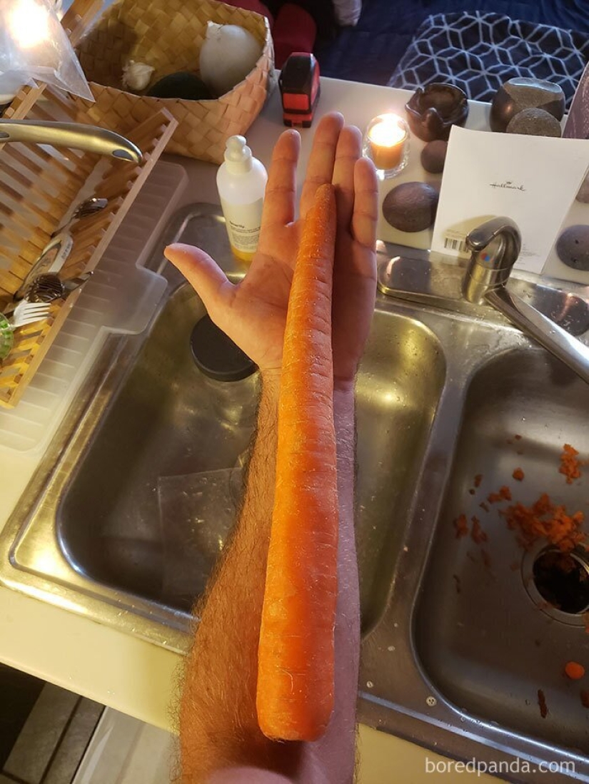 El tamaño importa! 30+ ejemplos, cuando los mensajeros trajeron el gigante de frutas y verduras