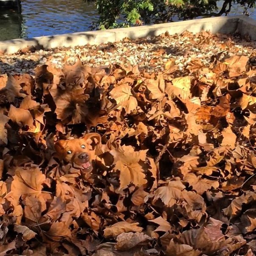 El tercer extra: maestros del disfraz, que incluso un ojo afilado indio no encontrará