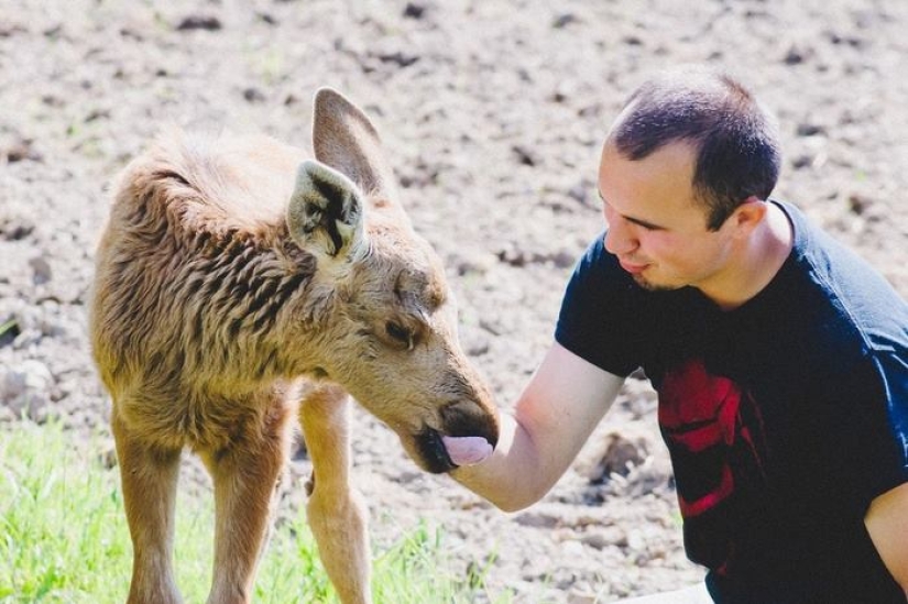 El tipo salvó a un alce pequeño, y ahora ella viene a él del bosque todos los días