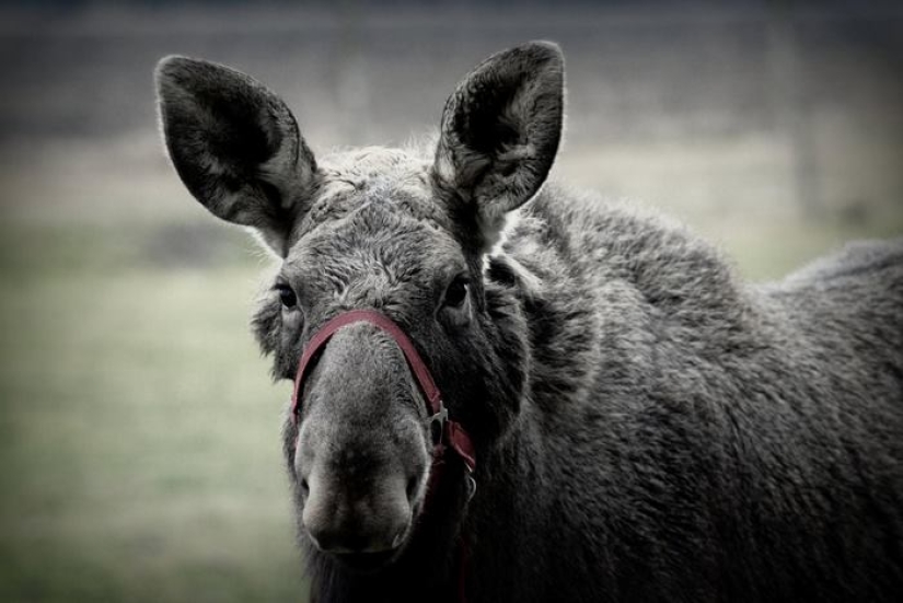 El tipo salvó a un alce pequeño, y ahora ella viene a él del bosque todos los días