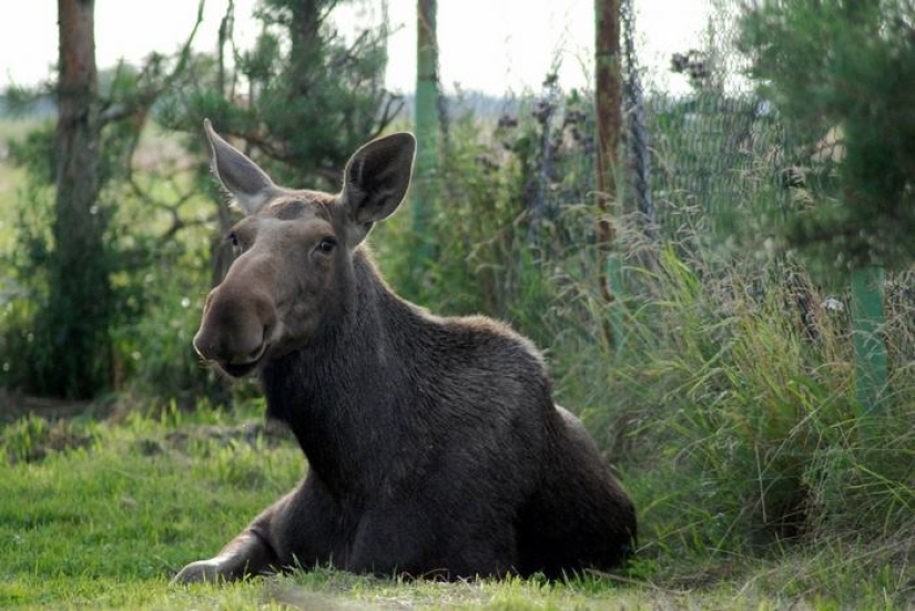 El tipo salvó a un alce pequeño, y ahora ella viene a él del bosque todos los días